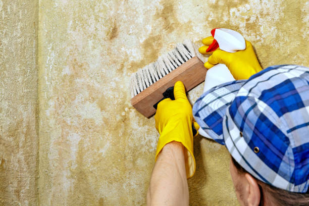 Trusted Gibsonburg, OH Mold Removal Experts